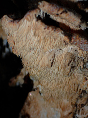 Cerrena zonata