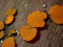 Calycina