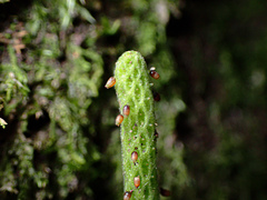 Peperomia tetraphylla