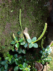 Peperomia tetraphylla