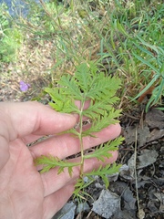 Artemisia latifolia