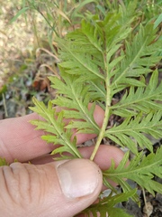 Artemisia latifolia
