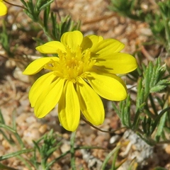 Leysera tenella
