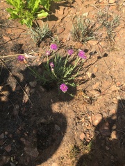 Pseudopegolettia tenella