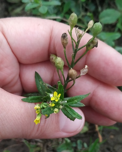 Camelina sativa iNat (1)