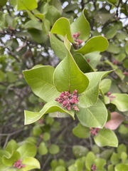 Rhus integrifolia × ovata