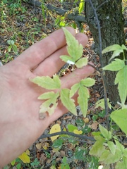 Clematis alpina sibirica