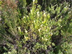 Lavandula viridis