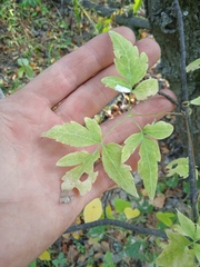 Clematis alpina sibirica