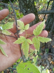 Clematis alpina sibirica