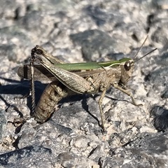 Omocestus
