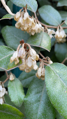 Elaeagnus pungens