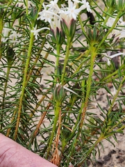 Gnidia pinifolia