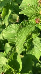 Teleonemia scrupulosa