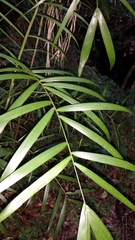 Dypsis