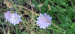 Scabiosa triandra