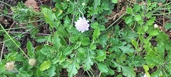 Scabiosa triandra
