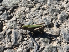 Omocestus