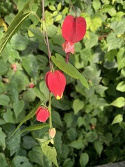Callianthe megapotamica