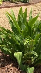 Eucomis