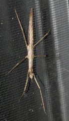 Pachymorpha