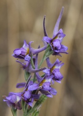 Delphinium halteratum