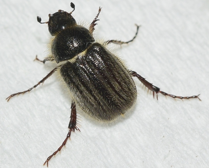 Hymenoplia rugulosa