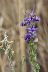 Delphinium halteratum