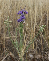 Delphinium halteratum