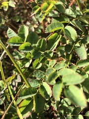 Rosa spinosissima