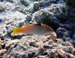 Halichoeres hortulanus