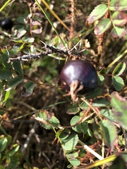 Rosa spinosissima
