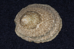 Patellogastropoda