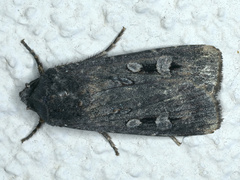 Agrotis infusa
