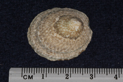 Patellogastropoda