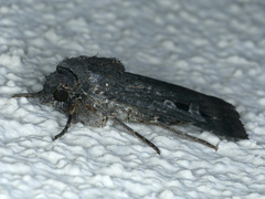 Agrotis infusa