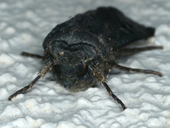 Agrotis infusa