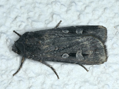 Agrotis infusa