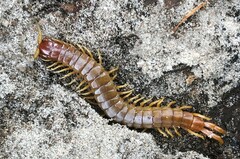 Cormocephalus