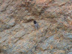 Symphoromyia
