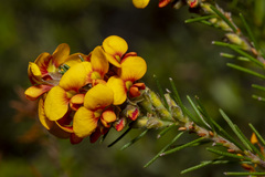 Dillwynia sericea