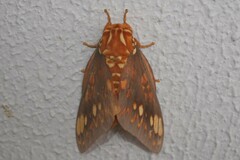 Citheronia
