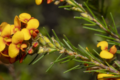 Dillwynia sericea