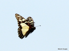Graphium morania