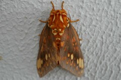 Citheronia