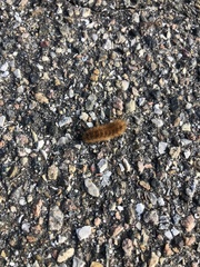 Phragmatobia