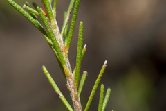 Dillwynia sericea