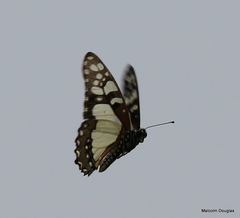 Graphium morania