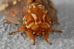 Citheronia