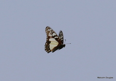Graphium morania